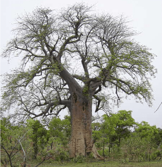 baobab