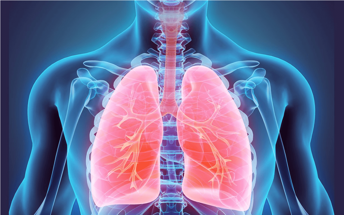 lungs