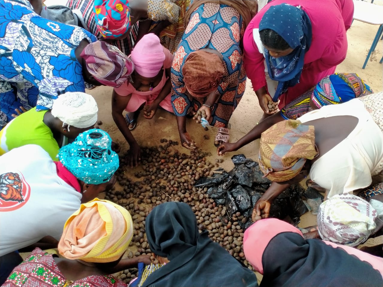 women sorting shea nuts