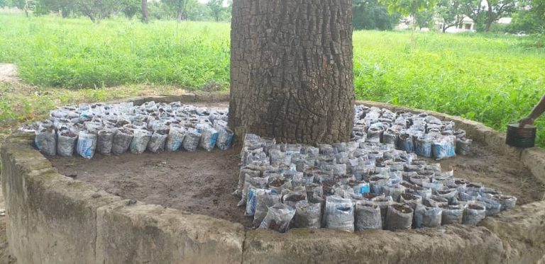 The Native Tree Nursery…