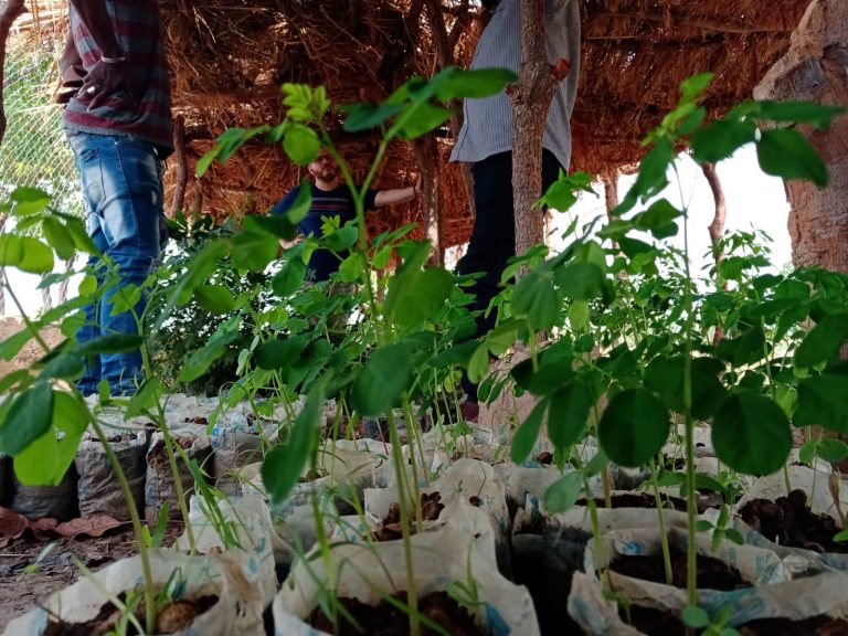 Update on Native Tree Nurseries:  from 2021-2024, five Jr. High Schools in Savannah Region established native tree nurseries and started indigenous education on native trees of Savanna Region.